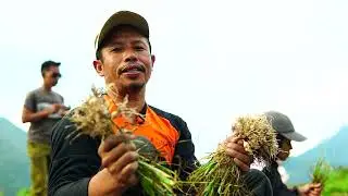 Whisper of the Valley - Sembalun Lawang