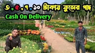 এখন  জলের দামে ফুলের গাছ পাবেন Cash On Deliveryte ভাই ভাই নার্সারী থেকে।  Winter Flower Nursery. 
