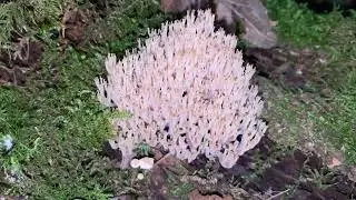 Artomyces pyxidatus, September 6, 2022