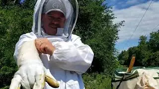Summer Bee Inspection