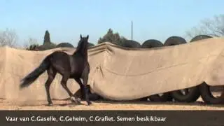 Lot - CALELA SA BOERPERDE