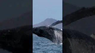 Samsung Video Whale Jumping Lockscreen