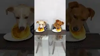 &iquest;Que comen mis perritas? #comidadeperro #perritos #comiendo #saludable #perritosfelices