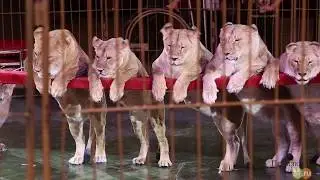 Империя львиц в Пермском цирке 2018 | Circus Empire Lionesses 2018