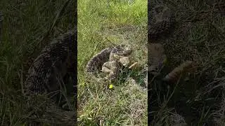 #creepycrawly #oklahoma #rattlesnake #serpiente #cascabel Western Diamondback Rattlesnake