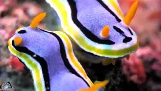 Chromodoris annae meeting || GH5 panasonic 4K underwater Nudibranch || ANILAO