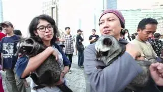 Komunitas Musang Lovers.mp4