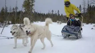 Randonn&eacute;es en tra&icirc;neau &agrave; chiens au Canada province du Qu&eacute;bec