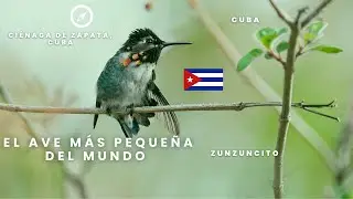 CUBA- El ave más pequeña del mundo. 5 cm de longitud. Primera parte