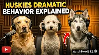 What Huskies Wish Humans Understood