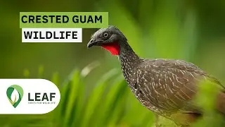 CRESTED GUAM (Penelope purpurascens)