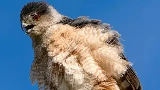 Cooper's hawk call sound & activities | Bird