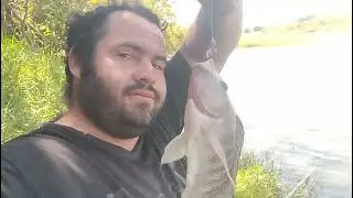 Foi só o sol esquentar a água que elas apareceram bem na ceva.Pescaria de tilápia!!!!