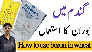Use of Boron in Wheat | How to use boron in wheat | Benefits of boron
