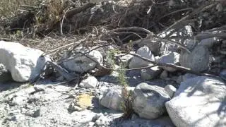 Lytle Creek, CA gold prospecting Feb. 25, 2014.