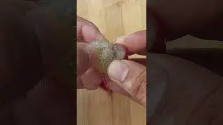 Inside Grape | Beautiful Nature Life Vitis vinifera #grape  #shorts #viral #trending #4k