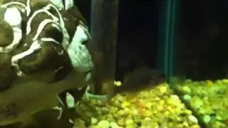 Thousands of Baby Fish Hatch?! (Amazing)
