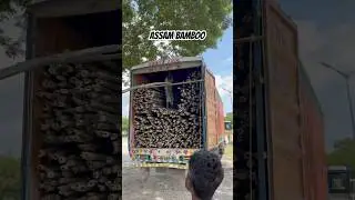 Assam Bamboo || Wholesale market price #assambamboo #karbianglongbamboo #srirampaurbamboo