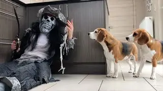 Hilarious Beagle Dogs: Funniest Moments Compilation!