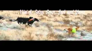 Saluki - Open Field hare coursing