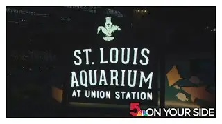 St. Louis Aquarium celebrates Shark Week