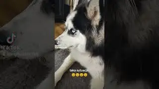 husky # huskylife # Syberian husky # Hunter Life # psi patrol # psia wataha #