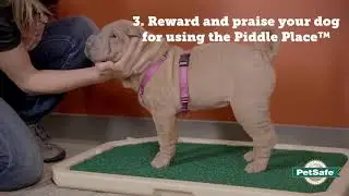 PetSafe&mdash;How to Potty Train Your Dog Using the PetSafe Piddle Place Pet Potty