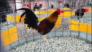Sicribete y comenta gallo fino de galería Edwin Valeria