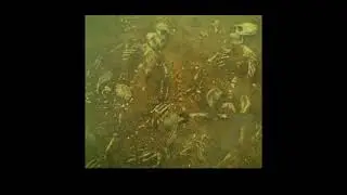 kong'parents skull island