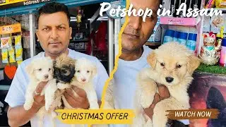 Petshop in Assam 🐶Christmas Offer 😍Starting 3000/-