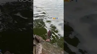 100kgs fish😱AbdulAleemFishing#Tilapia#fishing #anglerlife#MidManairDam #singlehookfishing#hyderabad
