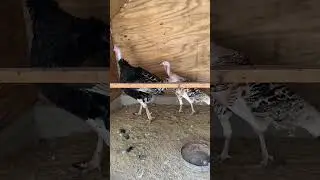 different types/breeds of chickens