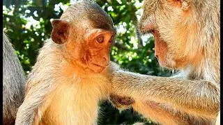 Pity Poor Baby Monkey's Face Just Got Recovered Wound That Mom Bite - Beat While He Was Spoil