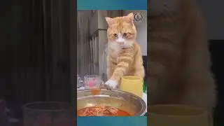 Cats and Food Is a Dangerous Combo 😂 #pets #funny #cats #cat  #compilation #cute #funniestpetsever