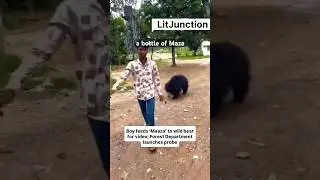 Chhattisgarh Boy Feeds Maaza to Wild Bear 😱 &ndash; Viral Video Sparks Outrage! | #shorts