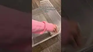 Litter Box Training Bunnies