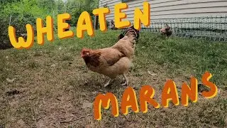 Ranking My Chicken Breeds - Wheaten Marans
