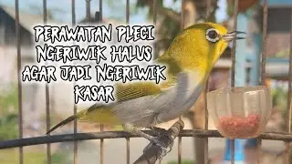 perawatan pleci ngeriwik halus