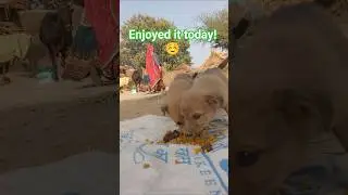 Cute Puppy Eating Food for the First Time! 😍🐶 | Dekhiye chote baby dog ne kaise khana khaya #shorts