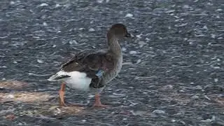 Tundra Bean-Goose July 2023