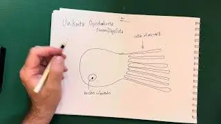 Unikonta, Choanoflagellata