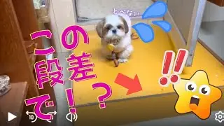 【シーズー】【ふくちゃん】「小さな段差も降りられないふくちゃん笑」