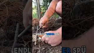 Viele Waldbesitzer stehen vor derselben Herausforderung: Ein Wald, der vererbt wurde &ndash; aber keine
