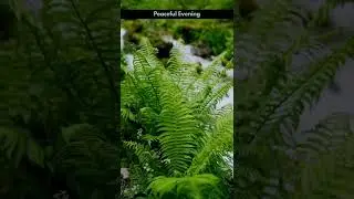 Fern plant | #shorts #nature #satisfying