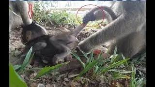 Breen grab Bree's tail cos scare kidnapper steal her baby, How lovely small Bree monkey!