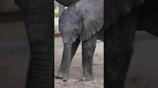 Nace elefante africano en #dallas despu&eacute;s de 22 meses de gestaci&oacute;n #shortsunivision