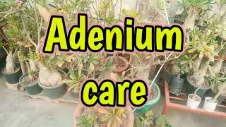 The Ultimate Guide to Adenium Plant Winter Care
