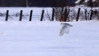Snowy Owl Practice footage