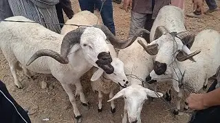 ليوم كان أحسن ثمان الحولي فسوق ثلاثة تطفت القصر الكبير