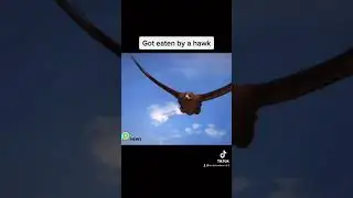 Worst ways animals have died😰 #shorts